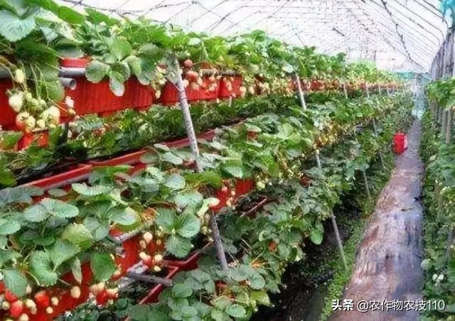 这位菜农在草莓架下种蘑菇，轻松增收3万多！
