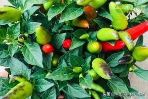 阳台杭椒的种植方法(家庭怎么种植辣椒？辣椒的盆栽种植方法)