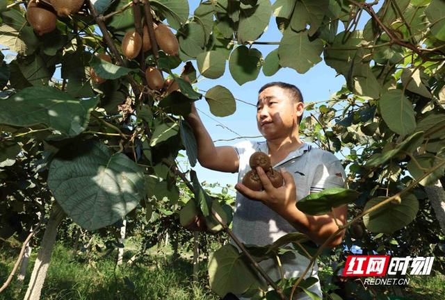 湖南张家界：猕猴桃种植带动山区群众增收