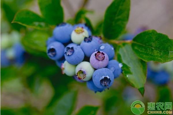 北方怎样种植蓝莓？蓝莓水分管理有哪些技巧？