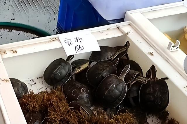 顺德三洲乌龟市场，普通乌龟不被看好，观赏龟价格保持稳定。