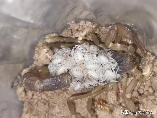 养殖经验交流：蝎子养殖场春季如何孵化各种饲料种苗