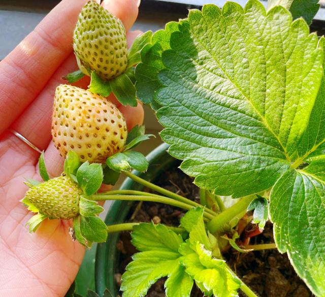 阳台如何种植草莓？教你3招，盆盆都果实累累、体验收获的乐趣