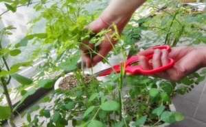 辣木籽在家能种植吗