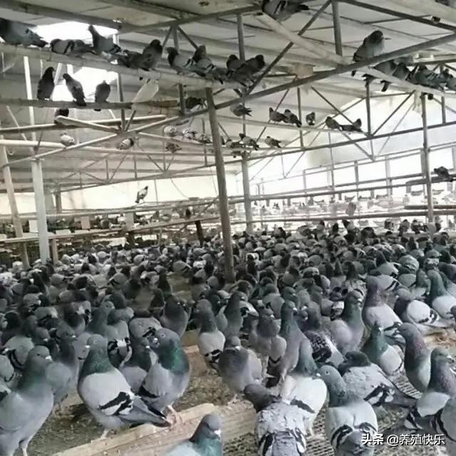 肉鸽养殖成本和利润