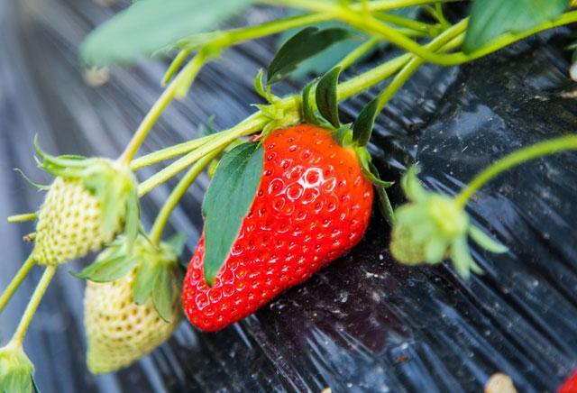 冬季南方塑料大棚草莓种植，掌握这12项，草莓产量高经济效益好