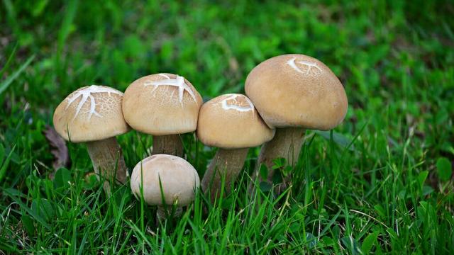 蘑菇如何养殖及养殖技术