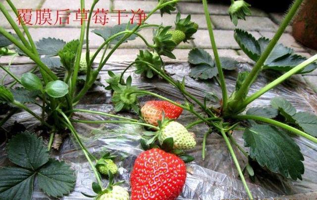 盆栽草莓，用棉签刷一刷，叽里咕噜结满盆，比商场买的好吃百倍
