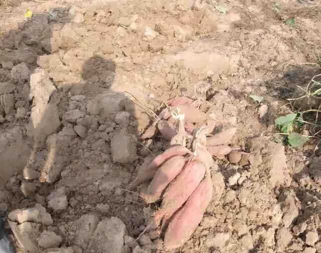红薯挖早了，个头小，产量低，啥时候收获最好？农户别做错