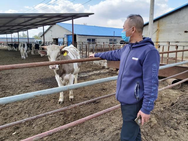 铁岭：从两头奶牛起家到建起百亩养殖基地，来看农民孔令权的致富经