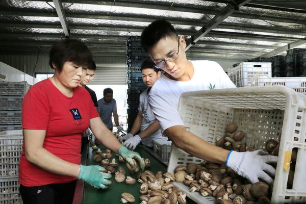 河南一种植户去年销售香菇1500万元，其中四分之一来自电商平台
