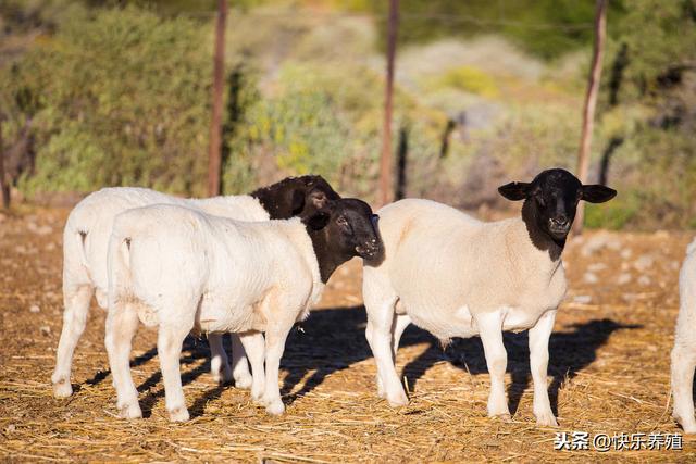 新手养羊一定要远离炒种，选择适合自己养殖的品种