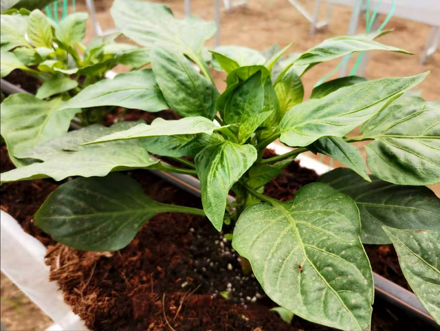 辣椒换成无土栽培，掌握2个种植技巧，不多花钱也能高产