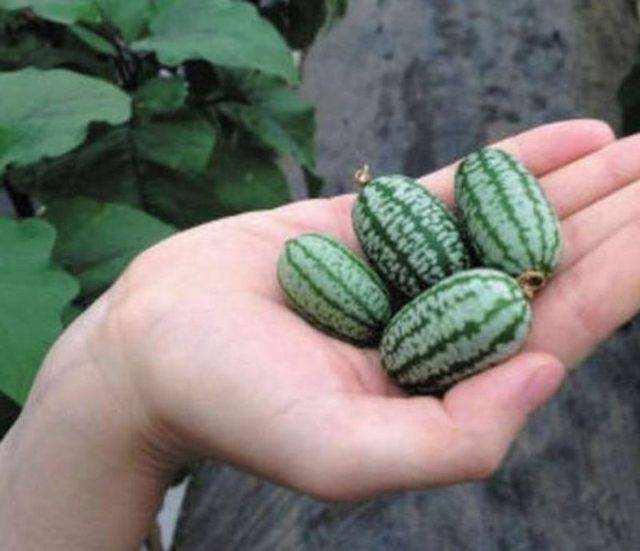 西瓜只有拇指大小，这种“迷你”西瓜能吃吗？怎么自己在家种？