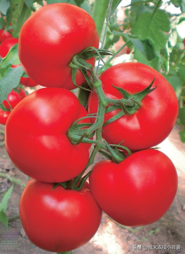 大棚如何种出高产优质的西红柿？种植管理上应当注意这几点