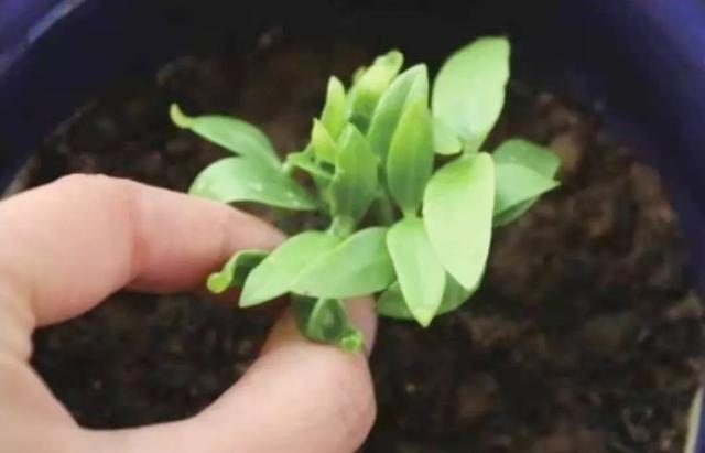 盆栽木耳菜“吃赏”两不误，栽种方法对了，一次可采摘一盘菜