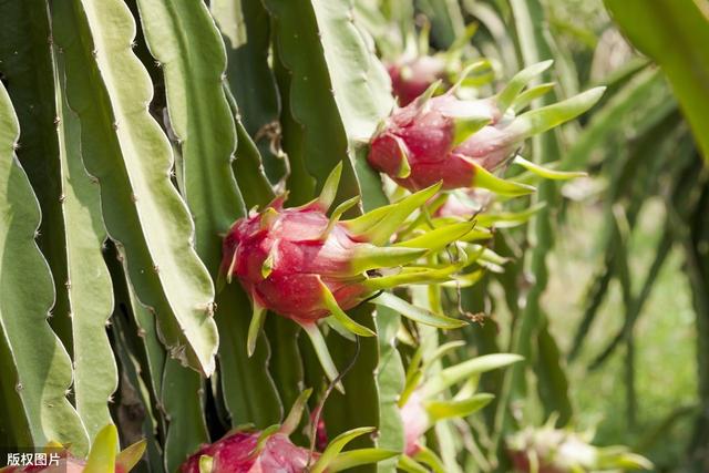 火龙果南种北引在临沂的表现及其优质栽培技术，建议收藏