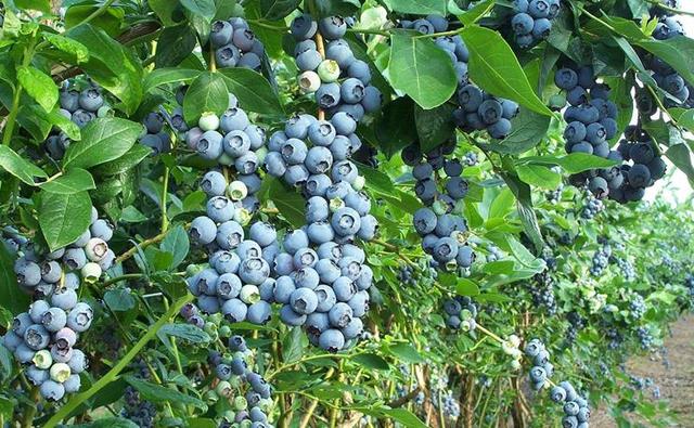 蓝莓生物学特性及栽培技术病虫害防治