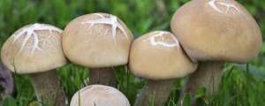 如何在家种植蘑菇(蘑菇的种植方法)