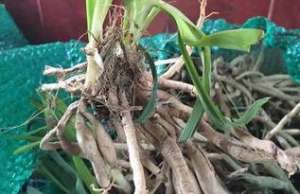 金针菜的种植方法(黄花菜市场价值高，教你如何利用分株繁育快速种植)