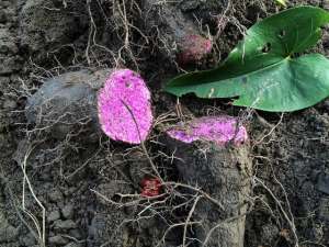 紫玉山药种植(横着长