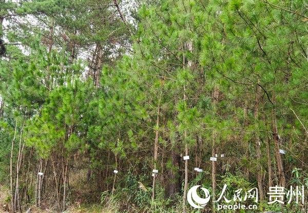 2022年贵州单株碳汇植树节种植水杉300棵