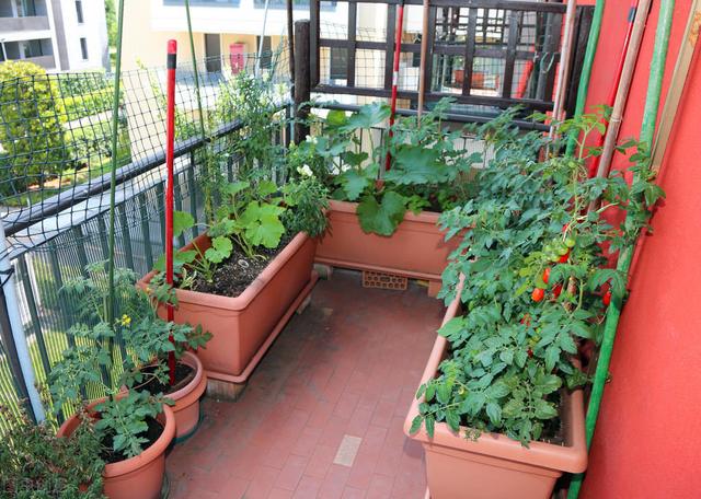 阳台种植蔬菜，教你制作实用的有机肥，吃放心的“绿色食品”
