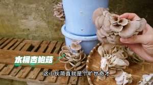 杏鲍菇的种植技术视频(水桶杏鲍菇，产量难以想象#种植)