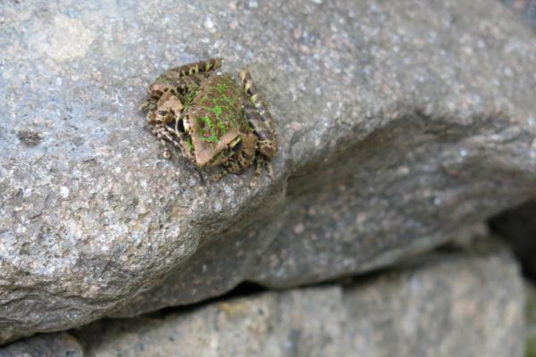 野生石蛙已经是保护动物，大家应该注意了