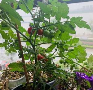 夏天西红柿种植(夏天阳台种菜，做好3步，生长更旺，收获更多，不停开花结果)