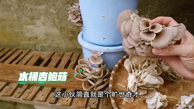 水桶杏鲍菇，产量难以想象#种植