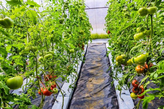 大棚种植西红柿必备！病虫害防治全攻略！
