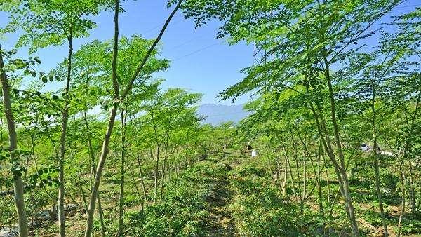 梅县辣木树矮化密植标准化栽培技术