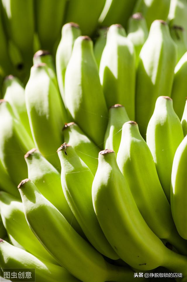 为什么吃香蕉吃不出种子？香蕉的种子去哪儿了？