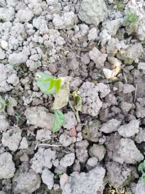 春季豇豆的种植时间