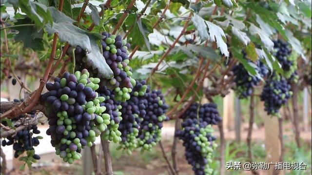 弥勒东风葡萄，多品种的秘密