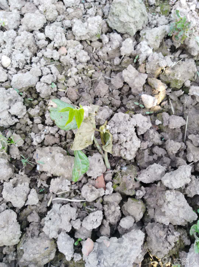 春季豇豆种植注意事项