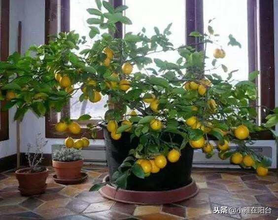盆栽柠檬这样种，一棵就能长爆盆，年年开花结果，果实累累！