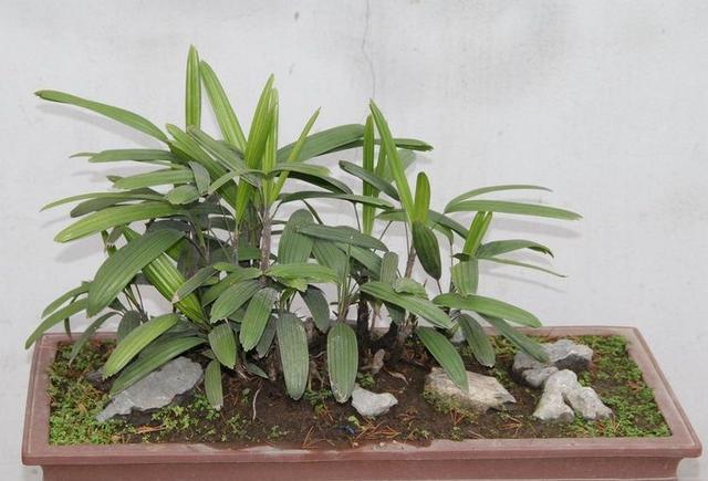 棕竹盆景养护与制作，枝节高松，养护简单