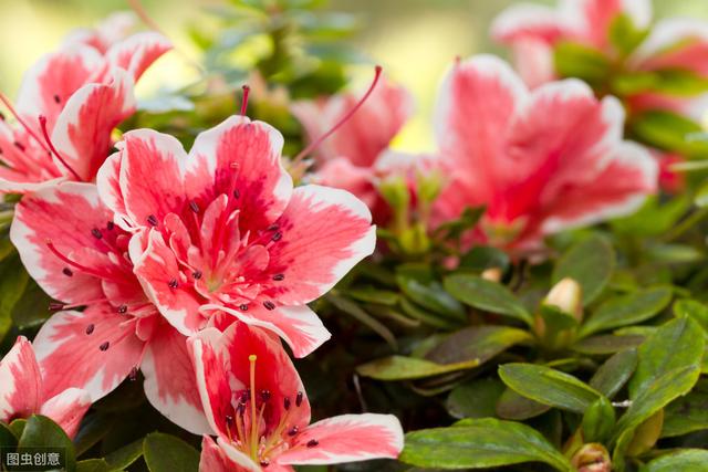 比利时杜鹃花朵好看花色艳，做好这4点，尽可能延长花期