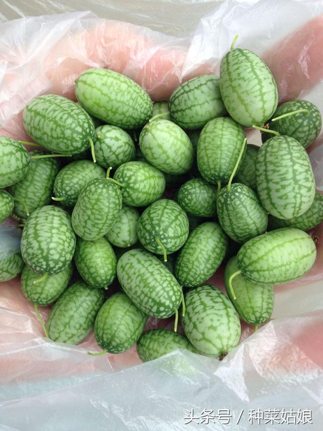 拇指西瓜的种植方法，一株才结60来个，怪不得那么贵