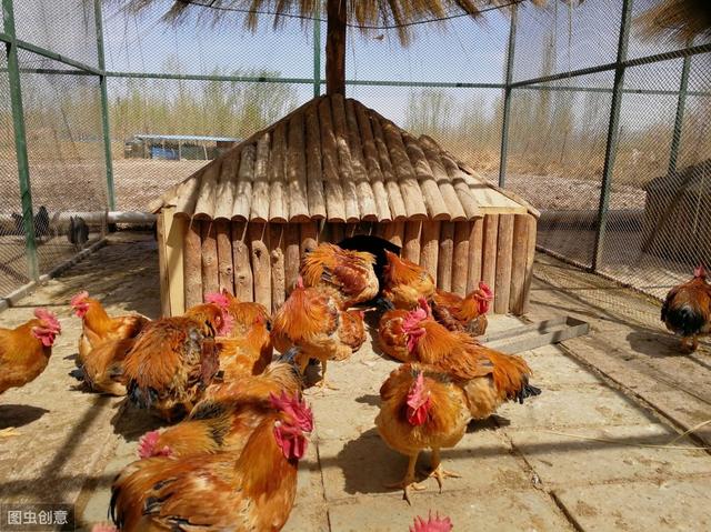 农村散养鸡怎么养殖？散养鸡，你必须掌握的技术要点