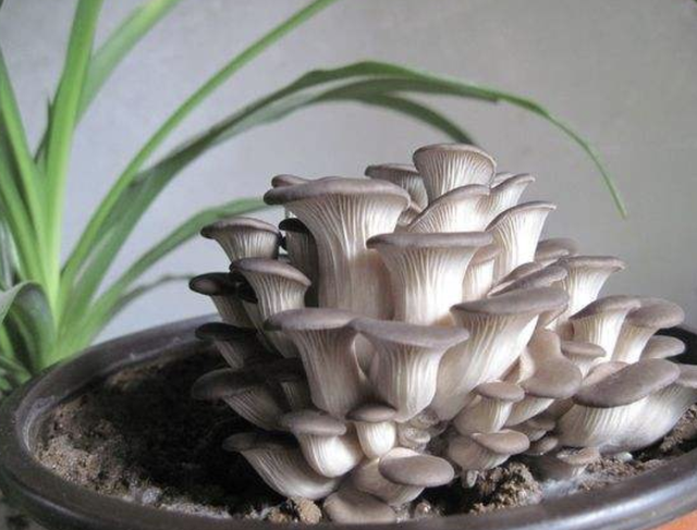 王大姐盆栽“蘑菇”，不用花钱，种植出来“一大盆”，吃3个月