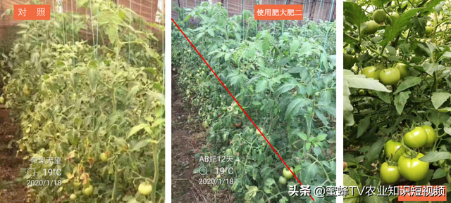 番茄高产种植，省时省力省成本，全程施肥管理方案详细讲解