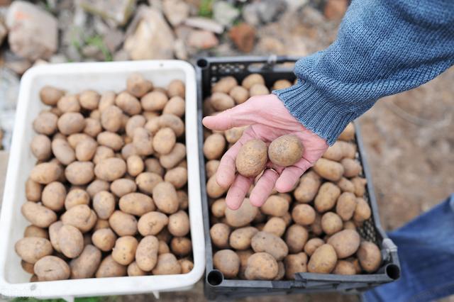 冬马铃薯的高产栽培技术，学会这几步，轻松大丰收