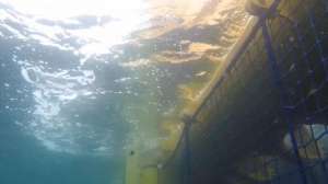 深海养殖鱼(黄海海底，中国打造“全球最大深海鱼塘”，年产1500吨三文鱼)