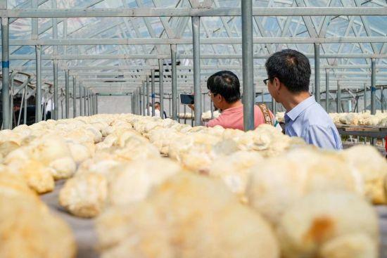黑龙江海林猴头菇：“小特产”升级“大产业”