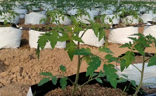 秋延种植番茄，农户掌握3个技巧，预防病毒病，产量高