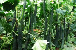 豇豆什么时候种植(小满过后，这8种蔬菜可以种植，耐高温，7-8月收获，菜农们别错过)