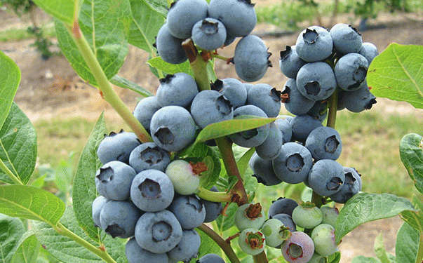 山东小伙种植蓝莓妙法不断，一斤价格高达180元，每月都有新招